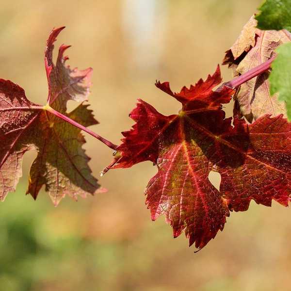 5 Signs It's Autumn