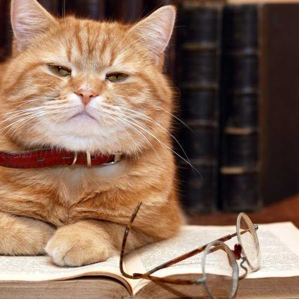 10 Cats That Perfectly Explain The Second Half Of The Semester