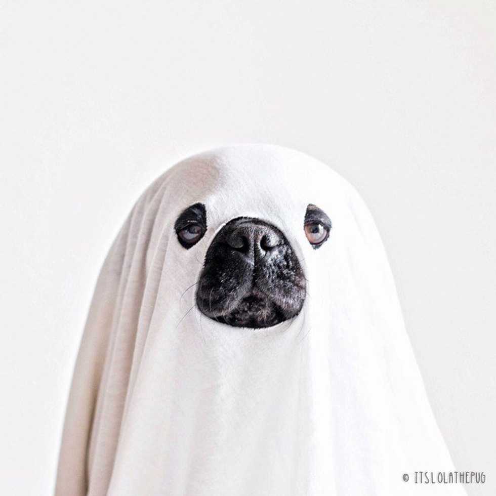 The Best Halloween Costumes For Your Pups