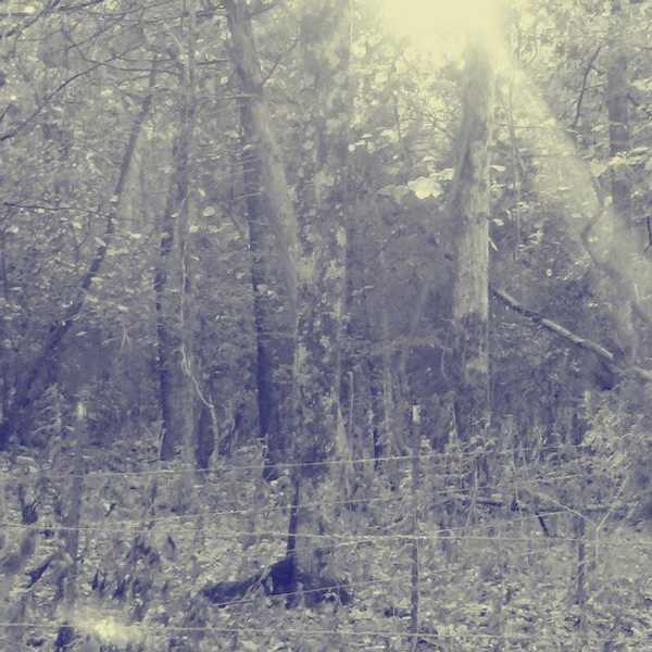 The Westward Wood
