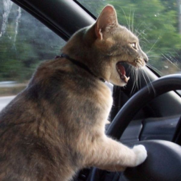 Road Rage: We're All Trying To Get Somewhere