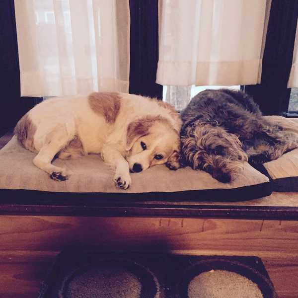 Losing Your Canine Best Friend