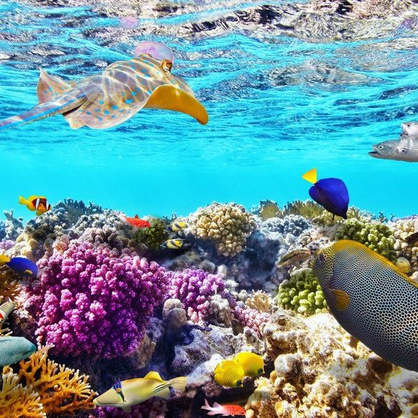 Everything You Need To Know About The Death Of The Great Barrier Reef
