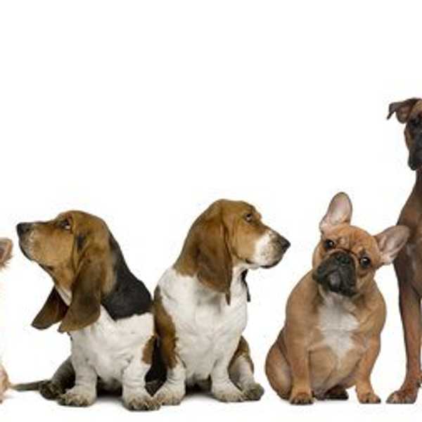 11 Life Lessons My Dog Taught Me