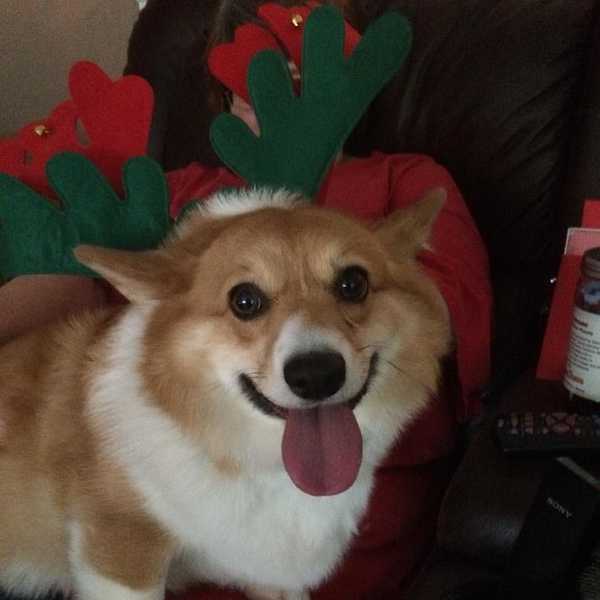 A Farewell Letter To My Dog