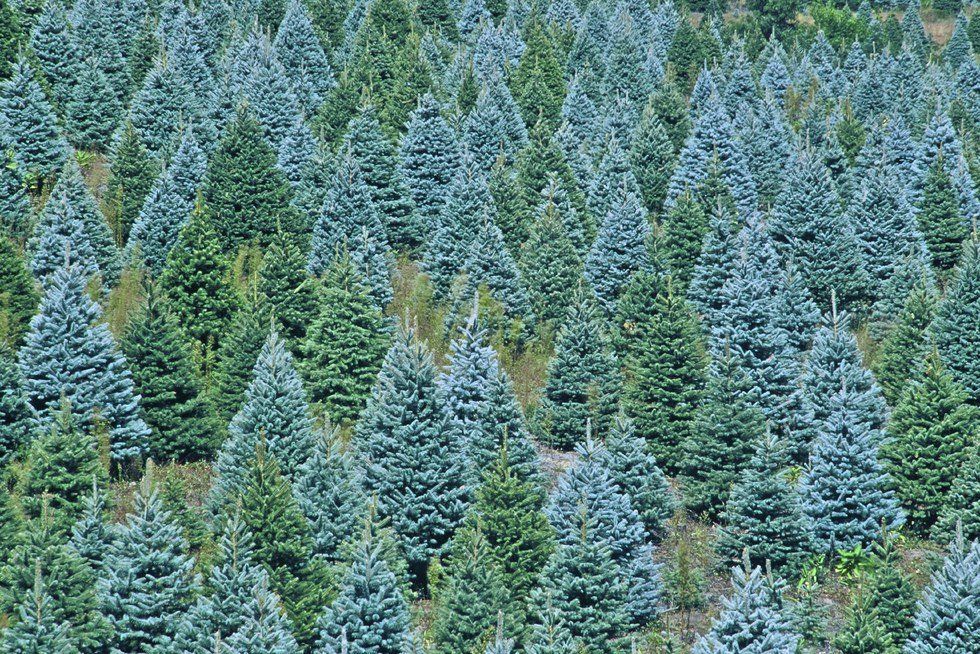 Christmas In October