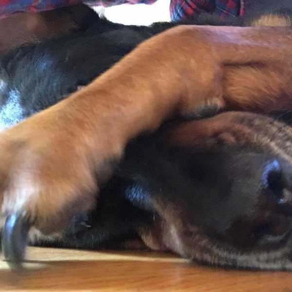 Life Lessons From Man's Best Friend