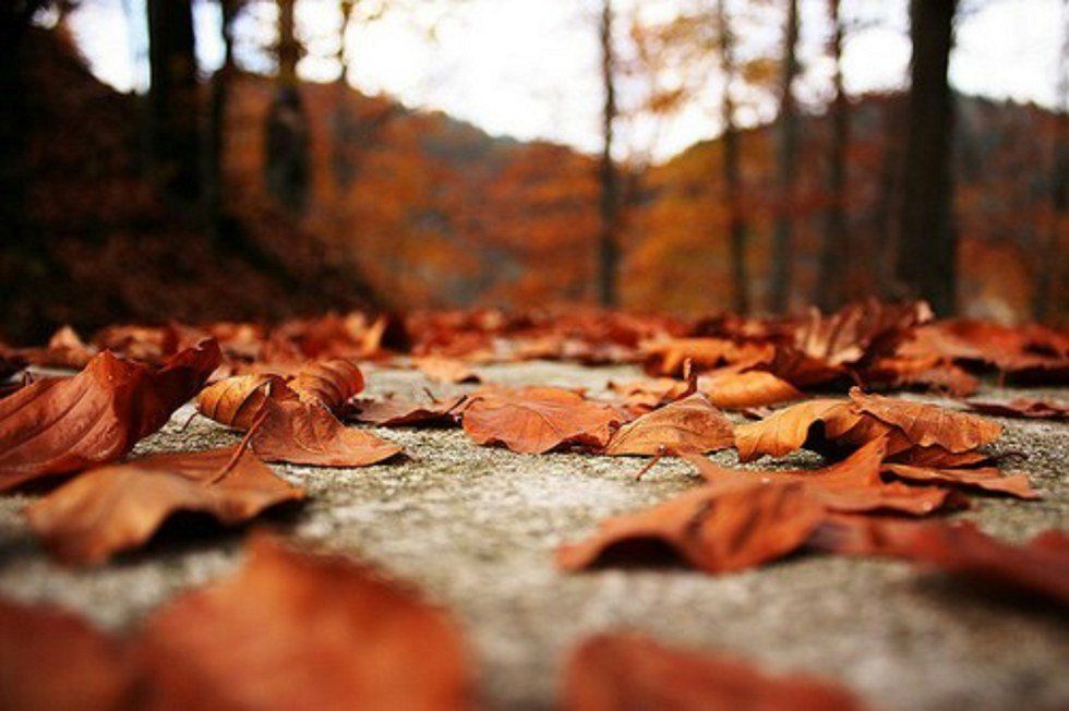 5 Things You Need To Do This Fall