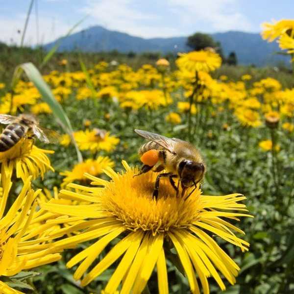 13 Reasons As To Why Bee Extinction Is So Real