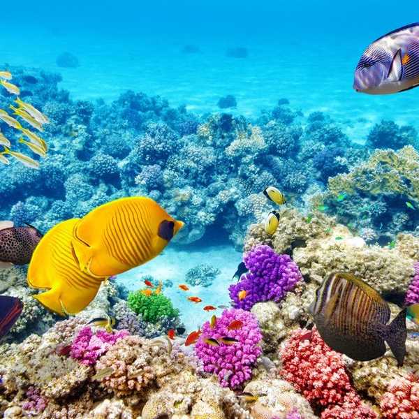 The Great Barrier Reef Isn't Actually Dead, But We Still Need To Protect What's Alive