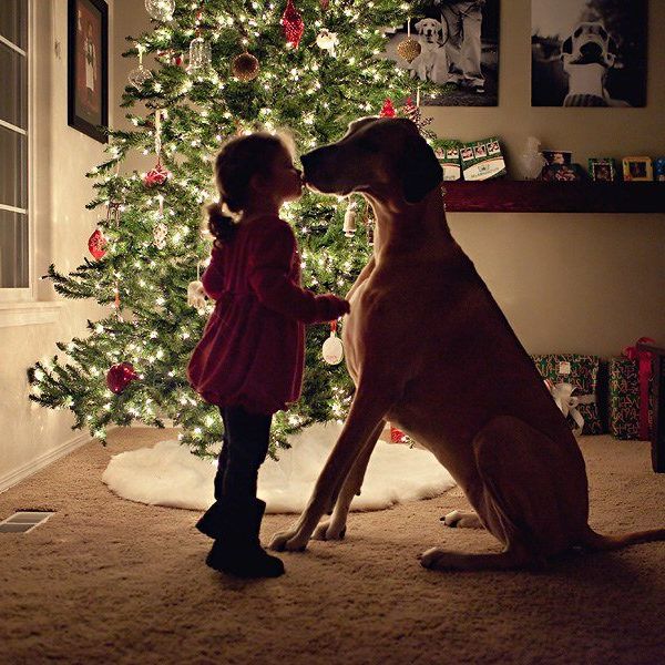 To My 4-Legged Friend In Heaven