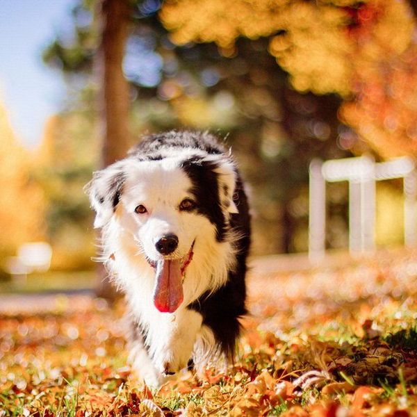 12 Fall Pets That Will Purify Your Soul