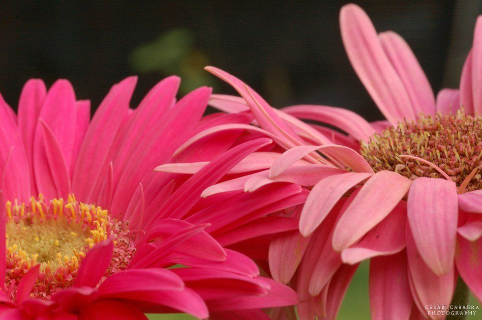 An Open Letter To My Sisters