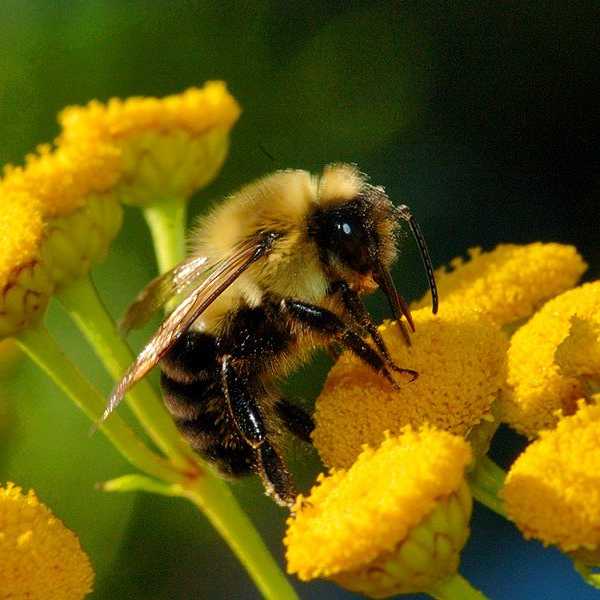 Bees Are Better Than People