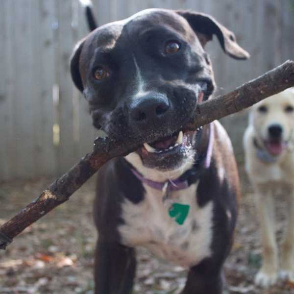 10 Reasons You Should Have a Dog in College