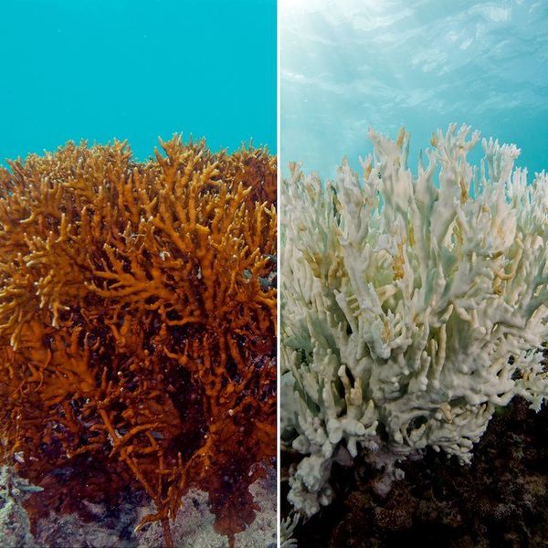 The Great Barrier Reef May As Well Be Dead