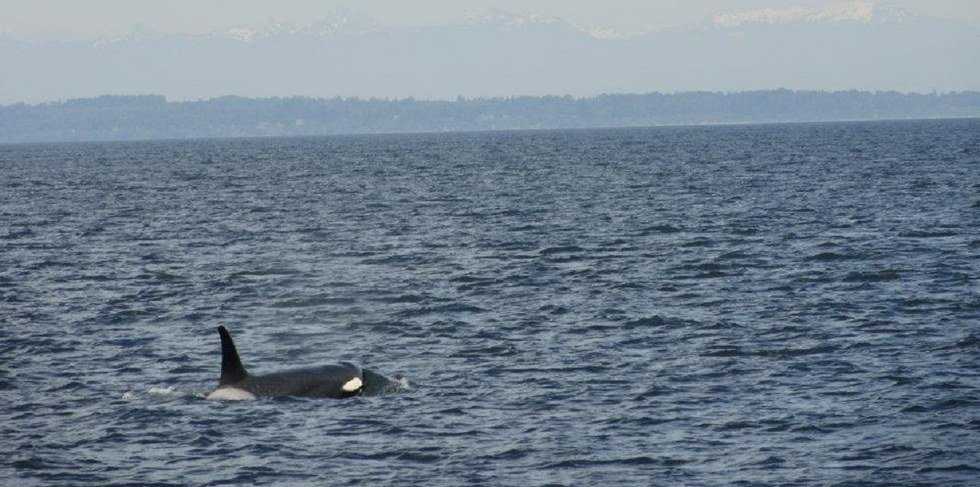 Why I Don't Support #EmptyTheTanks