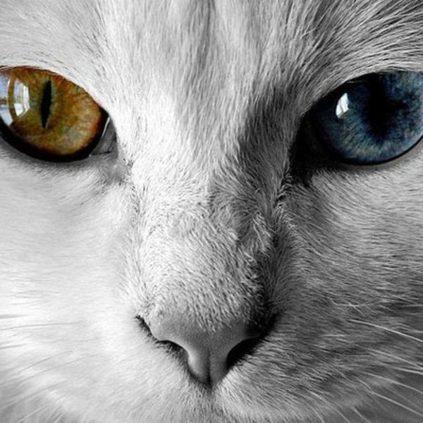 Loyalty: A Short Story with Old Characters