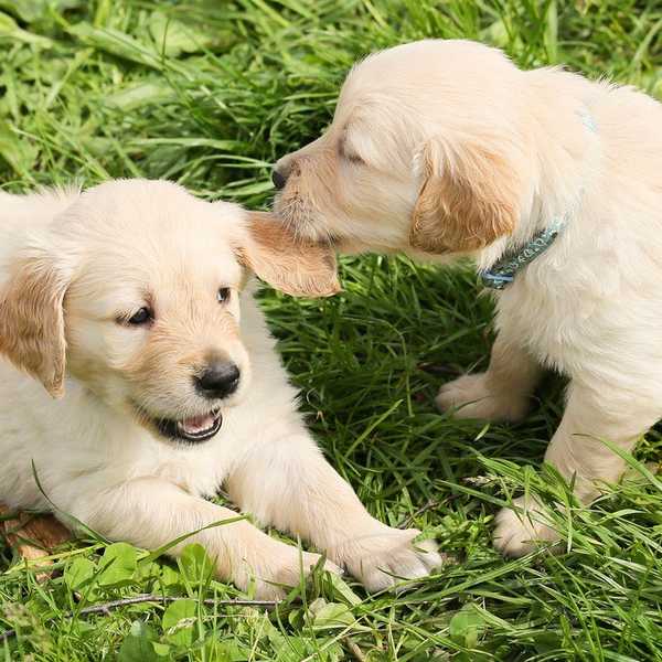 10 Puppy Gifs That Will Accurately Describe Your Life As A College Student