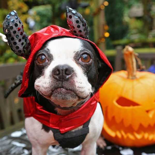 Halloween Costumes 2016