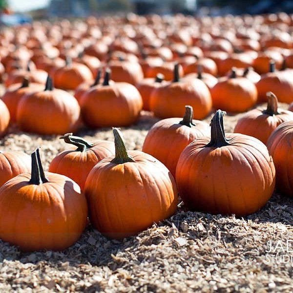 Richmond and Northern Virginia's Best of Fall