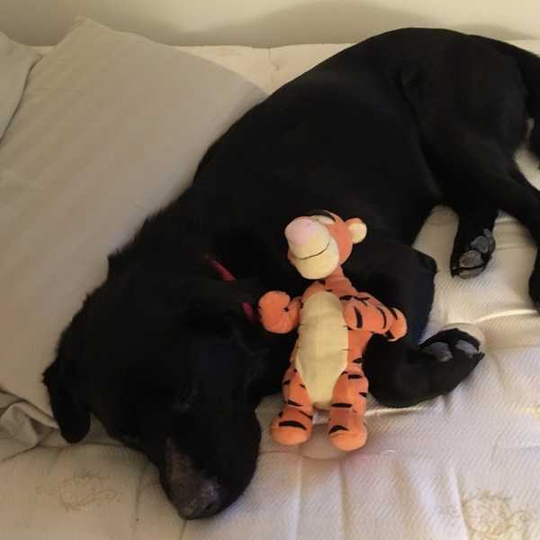 10 You Must Know About Dogs Before Getting One