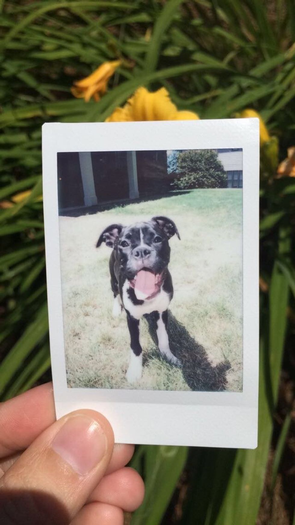 A Dog Is A Lifetime Commitment