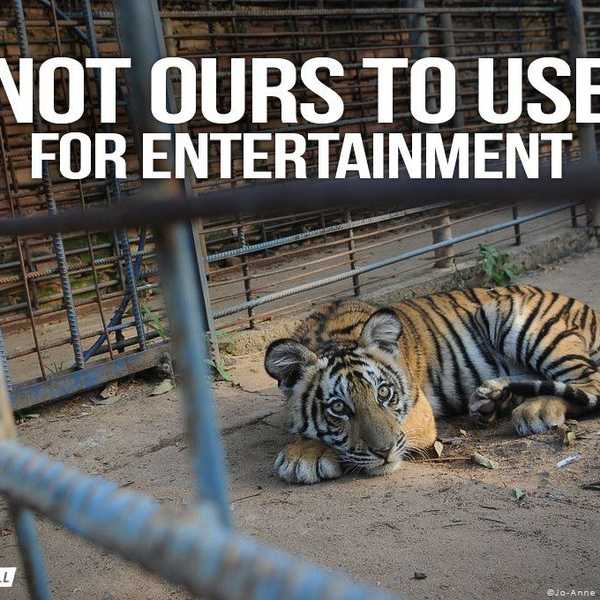Why The Zoo Industry Needs To Be Stopped