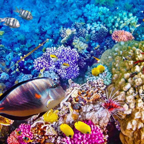 Great Barrier Reef Obituary Goes Viral