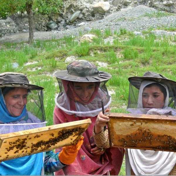 How Honeybees Can Help Save Pakistan