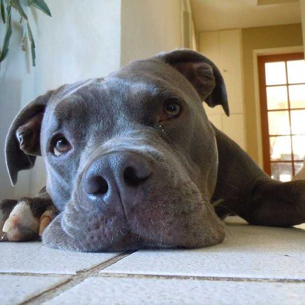 16 Pit Bulls That Will Squash Your Misconceptions Of Them
