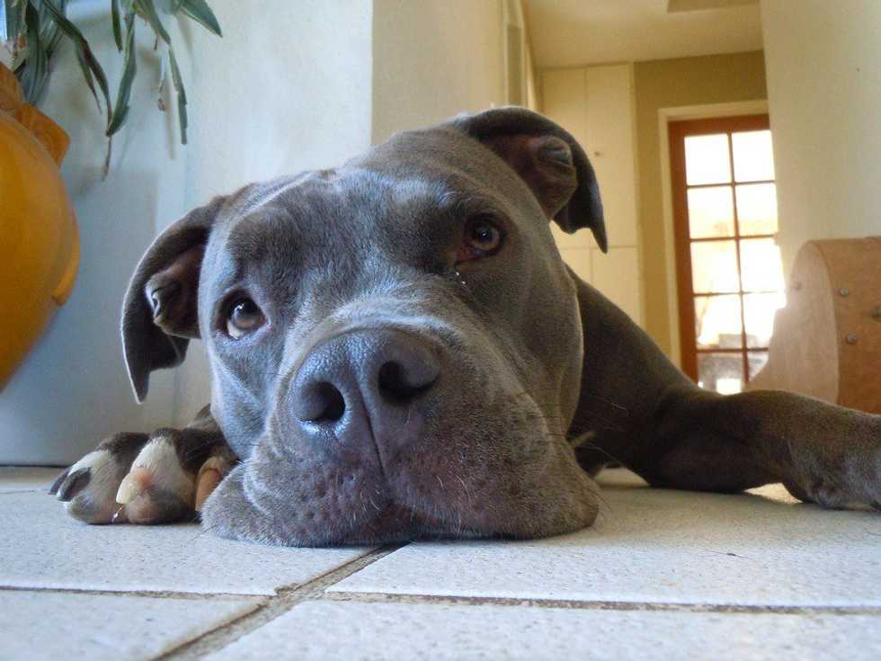 16 Pit Bulls That Will Squash Your Misconceptions Of Them