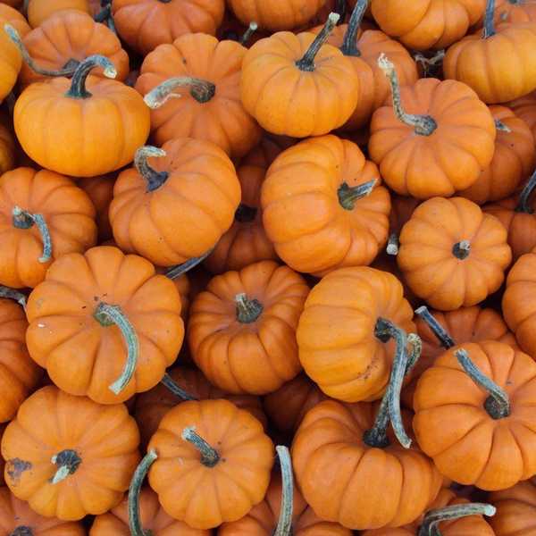 10 Last Minute Halloween Costume Ideas