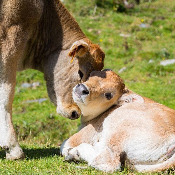 Vegan Myths Debunked