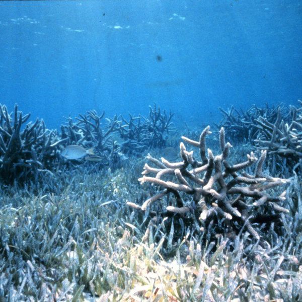 "This Is Not A Sign To Give Up": Save Our Dying Great Barrier Reef