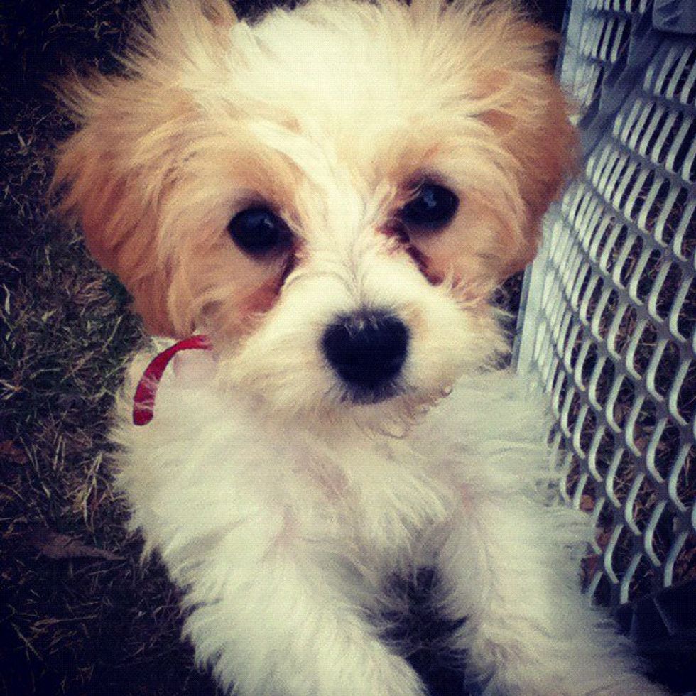 15 Reasons Why Dogs Make Great Best Friends