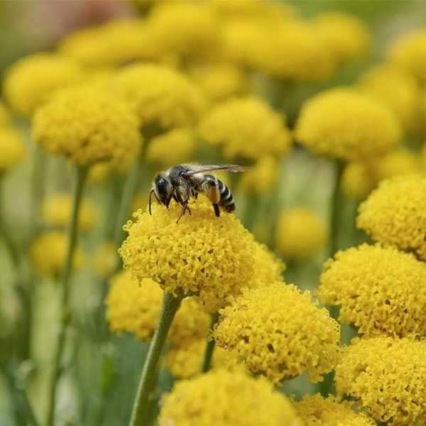 What's All The Buzz About?