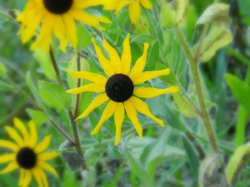 I Do Not Want To Be Girlfriend Material