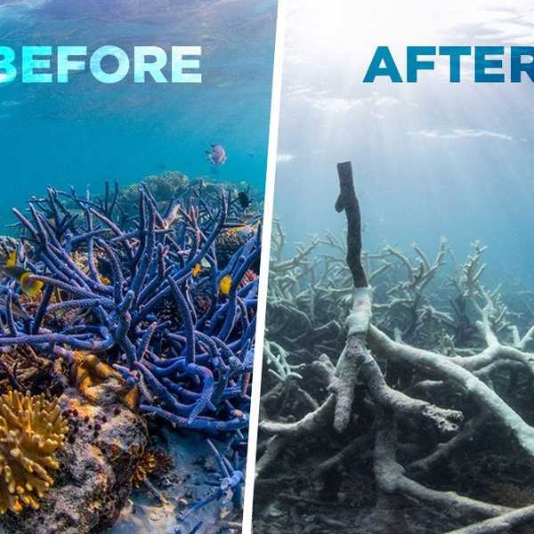 The Great Barrier Reef Is Dead