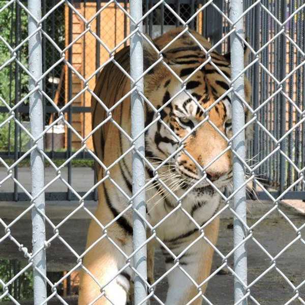 Will LSU Get a Mike VII?
