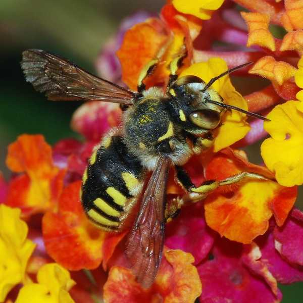 Newsflash: Bees Added To List Of Endangered Species In United States