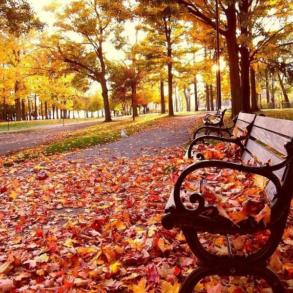5 Reasons Why Everyone Loves Fall