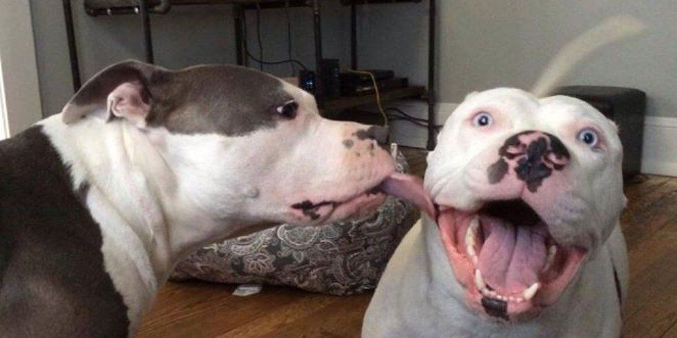 Why We Need To Look Past The Pit Bull Stereotype