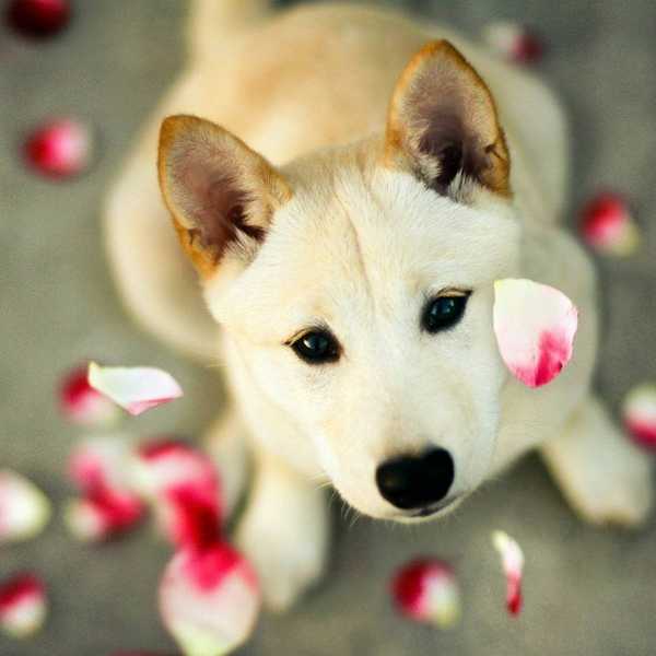 Why I'm a Dog Person