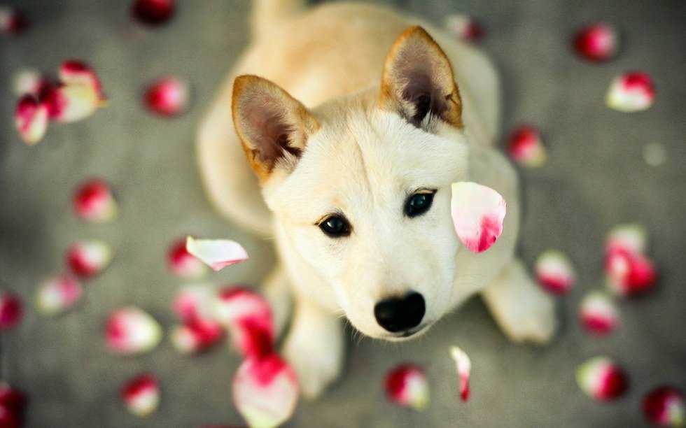 Why I'm a Dog Person