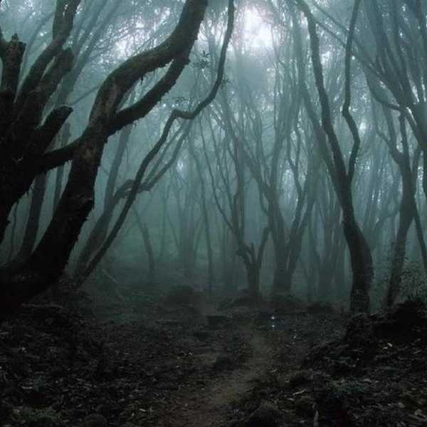 Whispering Woods