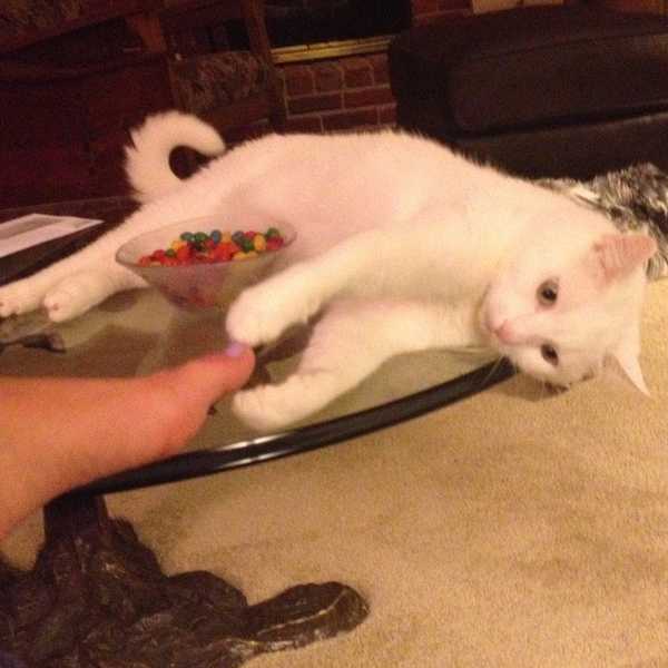 An Open Letter to My Cat
