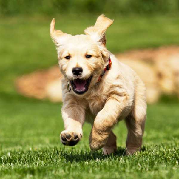 Why You Need A Dog