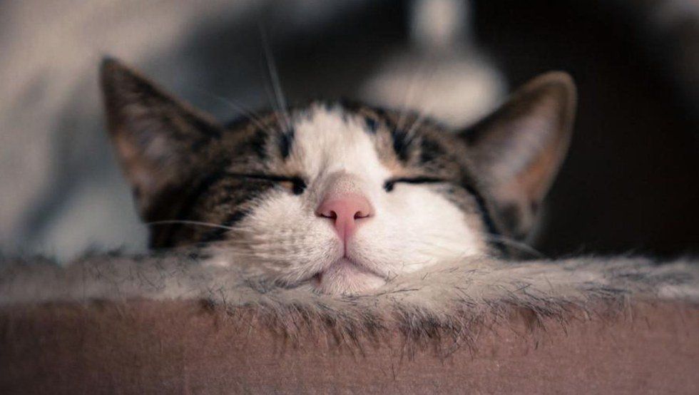 5 Things for a Better Nap