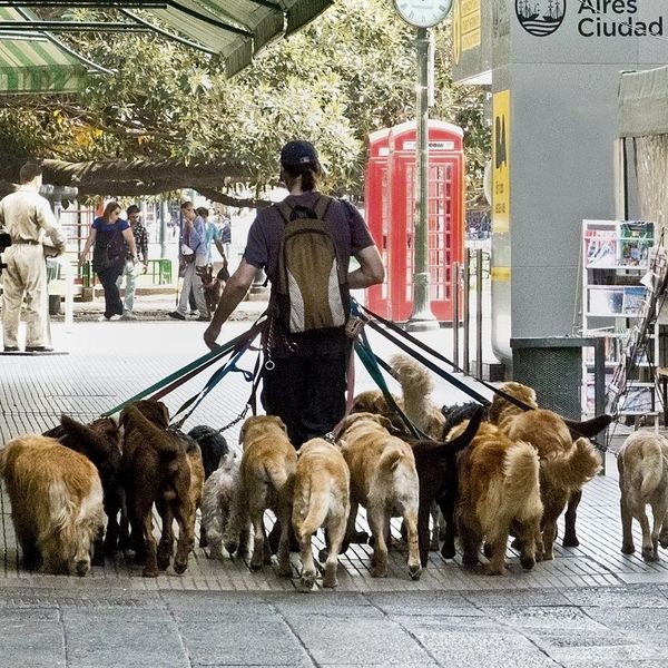 7 Things All Dog Lovers Can Relate To